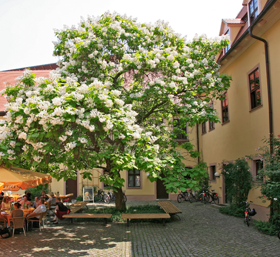 Trompetenbaum im Hof des Händel-Hauses